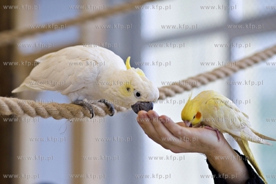 Nowa Papugarnia w Gdańsku Suchaninie.
29.12.2016
fot....