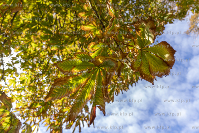 Jesień. 12.10.2022 fot. Paweł Marcinko / KFP