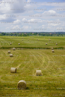 Pola z balami siana w okolicy Lisewa Malborskiego w...