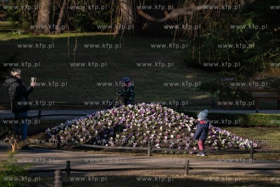 Wiosenne rabaty kwiatowe w Parku Oliwskim. 16.03. 2021...
