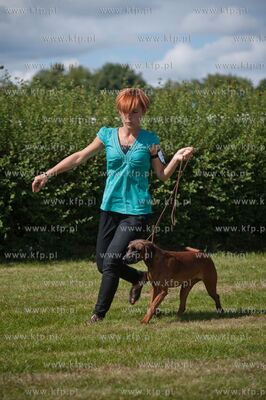 Sopot. Hipodrom. XX Miedzynarodowa Wystawa Psow Rasowych.
12.08.2012
fot....