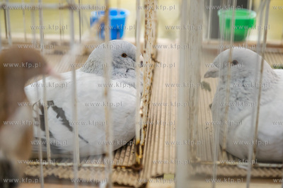 Zespol Szkol Rolniczych w Rusocinie. Wystawa Golebi...