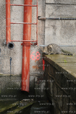 Koci problem w Stoczni Gdynia. Po zamknieciu produkcji...