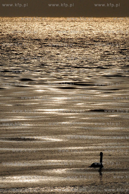 Gdynia Orlowo w zimowej szacie. Nz. ptaki na orlowskiej...