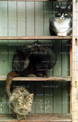 Schronisko dla zwierzat w Sopocie.
27.10.2001
fot....