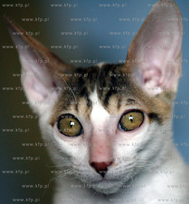 4-tygodniowy kociak rzadkiej rasy cornish rex
15.07.2006...