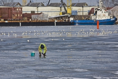 Wędkarze łowią ryby na zamrzniętej Martwej Wiśle...