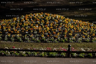 Wiosenne rabaty kwiatowe w Parku Oliwskim. 16.03. 2021...