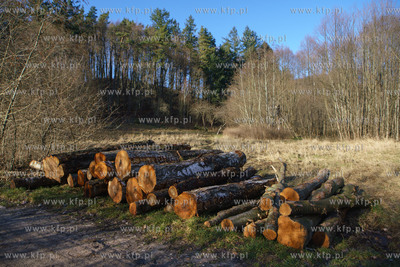 Trójmiejski Park Krajobrazowy. Lasy Oliwskie. Nz....