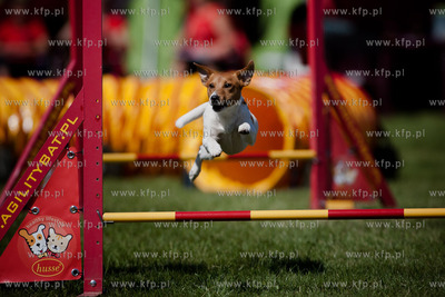 Sopot. Hipodrom. XX Miedzynarodowa Wystawa Psow Rasowych.
Nz...