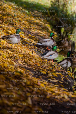 Gdansk. Jesienne, sloneczne przedpoludnie w Parku Orunskim.
27.10.2015
fot....