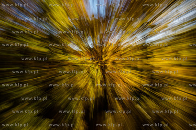 Gdansk. Jesienne, sloneczne przedpoludnie w Parku Orunskim.
27.10.2015
fot....