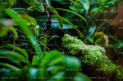 Uniwersytet Gdanski. Wydzial Biologii. Prezentacja...