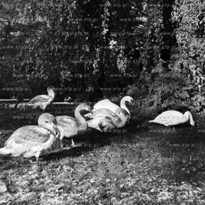 Łabędzie w parku w Gdańsku Oliwie. 1969
0000353z
Fot....