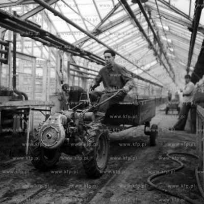 Prace porządkowe w szklarni PGR. (LATA60)
1962
0005289z_tczew
Fot....