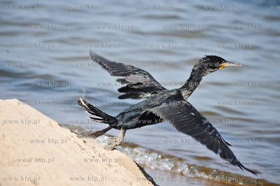 Piekny czarny kormoran. 09.07.2010 Fot. Michal Rumas/KFP
