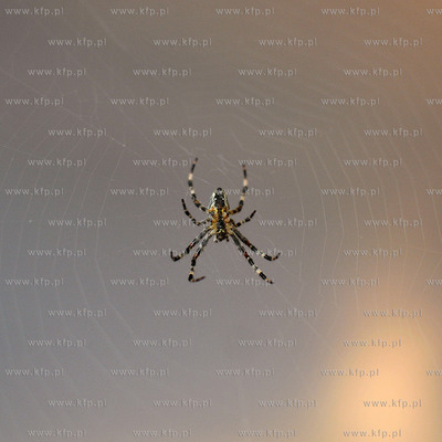 Pajak z rodziny krzyzakowatych Araneidae, charakteryzujacy...