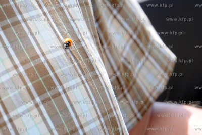 Tysiace biedronek pojawilo na plazy i okolicach Grand...