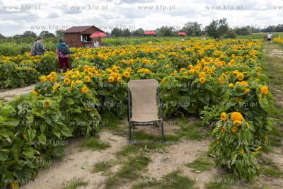 "Przystań Słoneczniki", plantacja słoneczników...