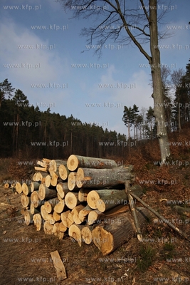 Gigantyczny wyrąb drzew w Trójmiejskim Parku Krajoobrazowym.
25.03.2015
fot....
