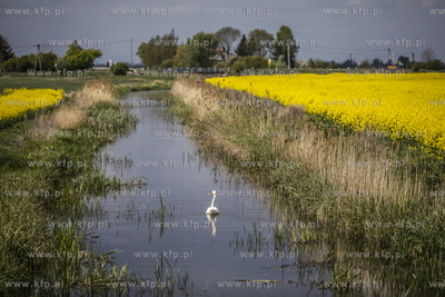 Żuławy. Wieś Cyganek. Rów melioracyjny i pole rzepaku.
08.05.2019
fot....