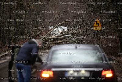 Silny wiatr wyrwał z korzeniami drzewo na trasie Wejherowo...