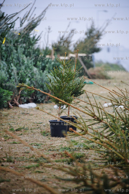 Gdansk. Sprzedaz choinek na osiedlu Chelm. 
23.12.2011
fot....