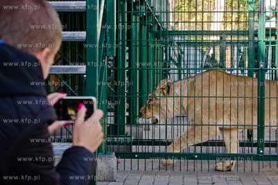 Gdansk. Oliwskie Zoo. Przyjazd czterech lwow, trzech...
