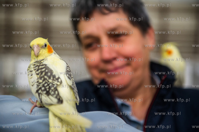 Zespol Szkol Rolniczych w Rusocinie. Wystawa Golebi...