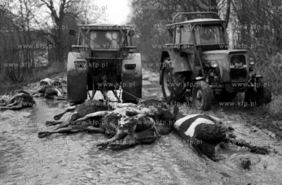 Wielka powodz na Zulawach spowodowana spietrzeniem...