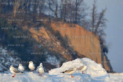 Zasniezona plaza w Gdyni Orlowie. Na drugim planie...