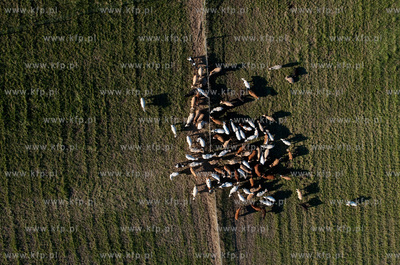 wypas krow na polskich lakach. NZ laki i stado w okolicy...