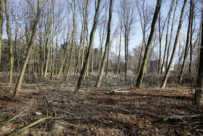 Wycinka drzew na terenie bylego Wojskowego Osrodka...
