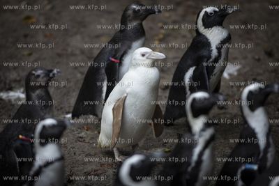Gdańskie Zoo. Pingwin albinos Kokosanka.
06.10.2019
fot....