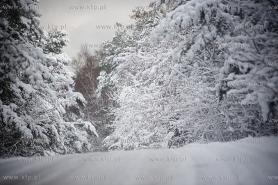 Ggansk. Gorki Zachodnie. Osniezony zimowy krajobraz...
