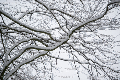 Sniezny zimowy dzien nad jeziorem Otominskim.
21.01.2016
fot....