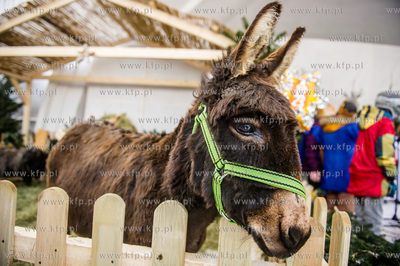 Gdynia. Orszak Trzech Kroli.
06.01.2017
fot. Mateusz...