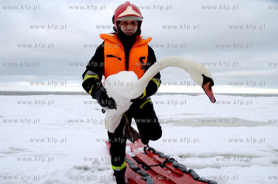 Strazacy z Ustki uratowali labedzia, ktory przymarzl...