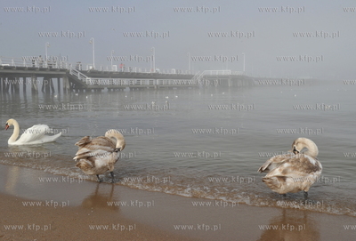 Sopot.  Mgla na sopockiej plazy. 15.04.2011 fot. Jerzy...