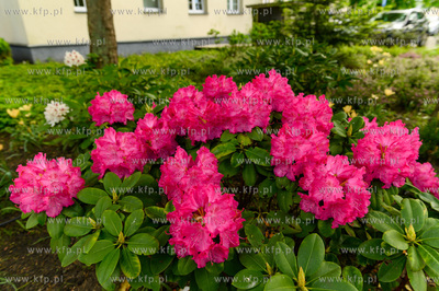 Wejherowo. Nz. kwitnący rododendron.27.05.2020 Fot....