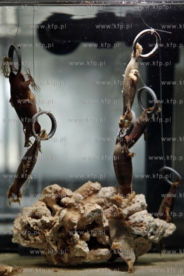 Akwarium Gdynskie. Jaja rekina.
14.05.2013
fot. Krzysztof...