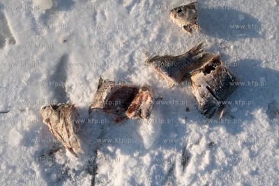 Zima na Mierzei Wiślanej. Zamarznięty port rybacki...