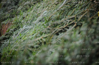 Gdansk. Sprzedaz choinek na osiedlu Chelm. 
23.12.2011
fot....