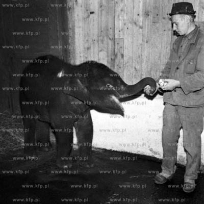 Dwuletnie słoniątko o imieniu Samanta. Karmienie...