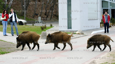 Dziki spacerujace beztrosko na Bulwarze Nadmorskim...