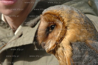 Technikum Lesne w Warcinie woj. pomorskie. Ptaszarnia,...