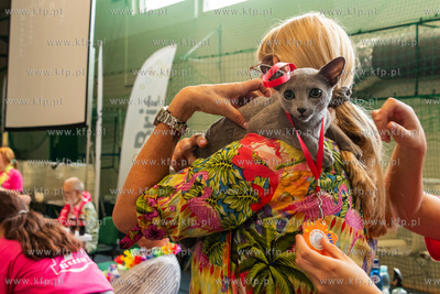 Międzynarodowa wystawa kotów rasowych "Koty na Hawajach"...