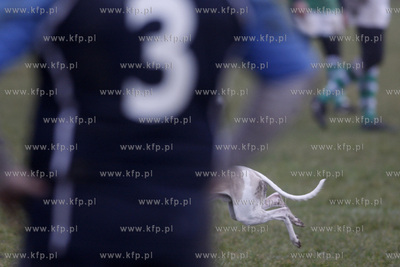 Sopot. Ekstraliga  rugby. Ogniwo Sopot vs. Lechia Gdansk.
06.11.2010
fot....