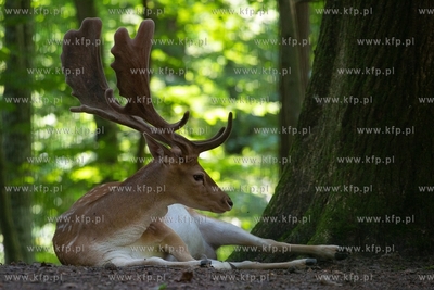 Gdańsk. Zoo w Oliwie. Upał w Zoo. Nz. Daniel 02.08.2018....