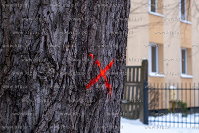 Gdańsk. Drzewo do wycięcia. 09.01.2024 / fot. Anna...